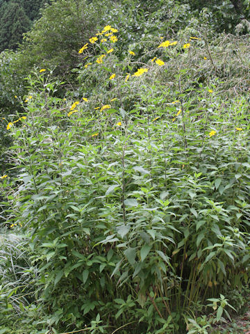 Helianthus tuberosus