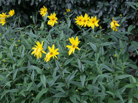 Helianthus tuberosus