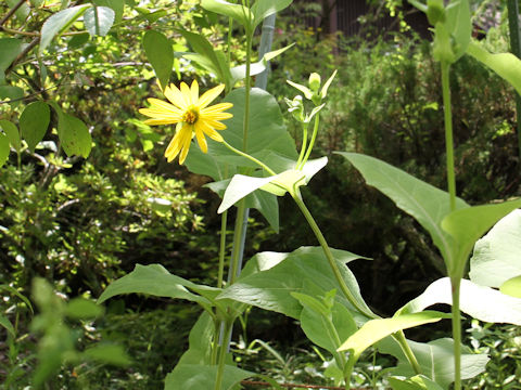 Helianthus tuberosus