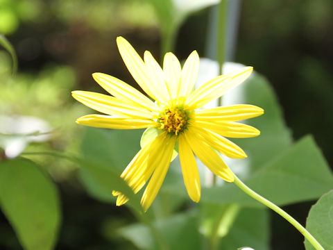 Helianthus tuberosus