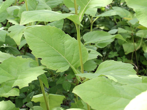 Helianthus tuberosus