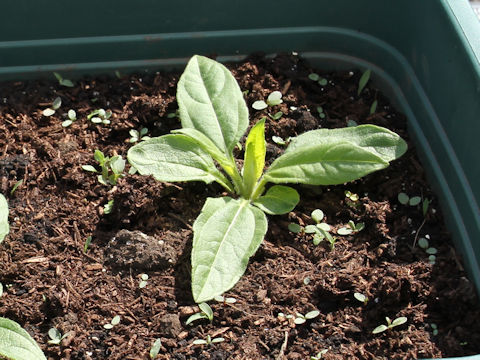 Helianthus tuberosus