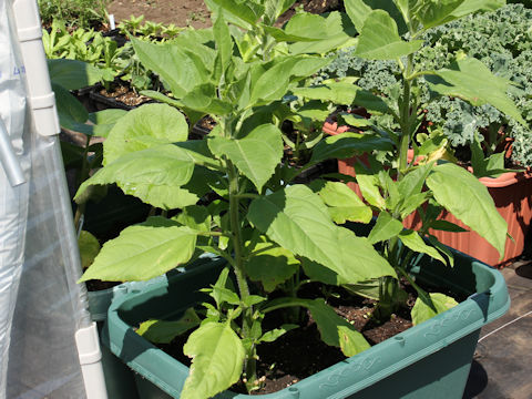 Helianthus tuberosus