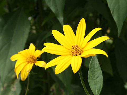 Helianthus tuberosus