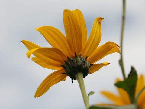 Helianthus tuberosus