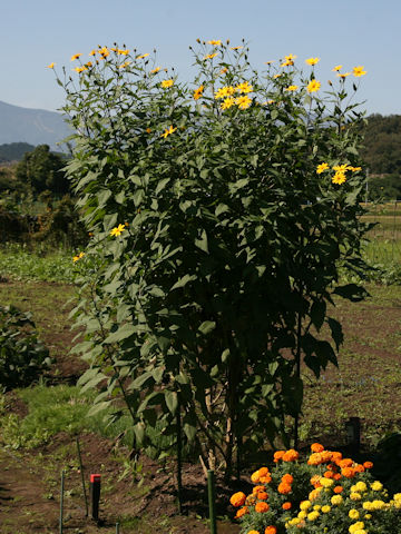 Helianthus tuberosus