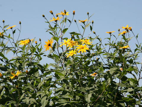 Helianthus tuberosus