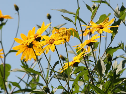 Helianthus tuberosus