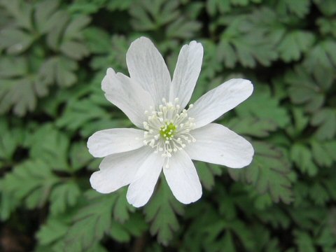 Anemone pseudo-altaica