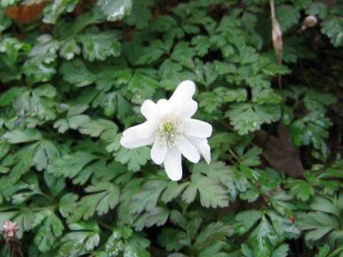 Anemone pseudo-altaica