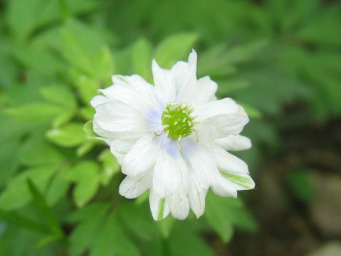 Anemone pseudo-altaica