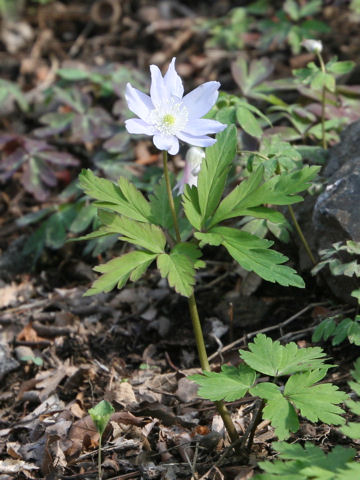 Anemone pseudo-altaica