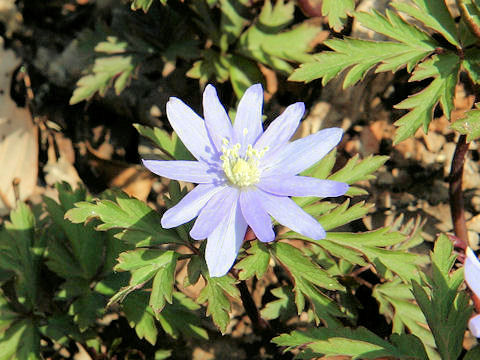 Anemone pseudo-altaica