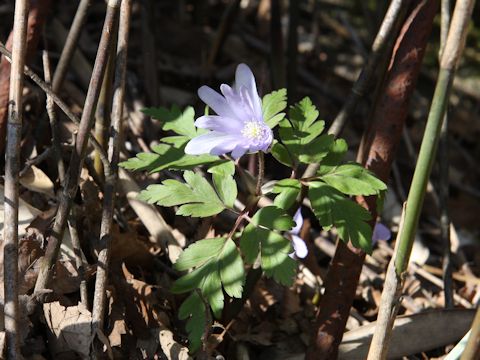 Anemone pseudo-altaica