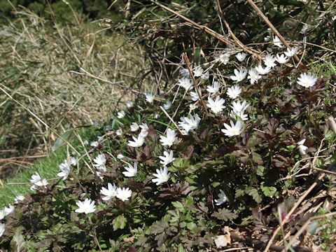 Anemone pseudo-altaica