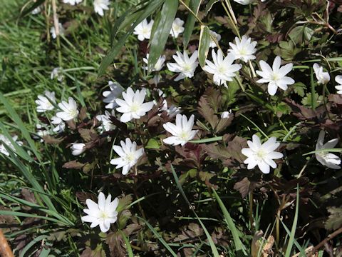 Anemone pseudo-altaica