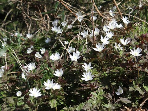 Anemone pseudo-altaica