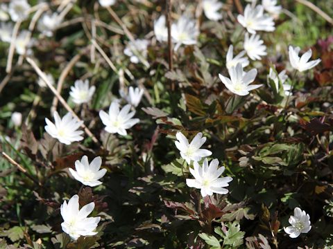 Anemone pseudo-altaica