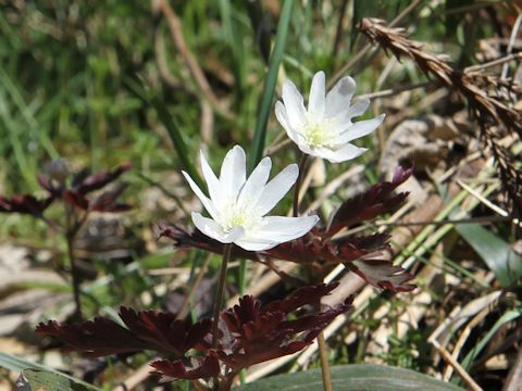 Anemone pseudo-altaica