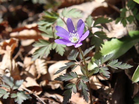 Anemone pseudo-altaica