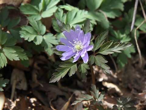 Anemone pseudo-altaica