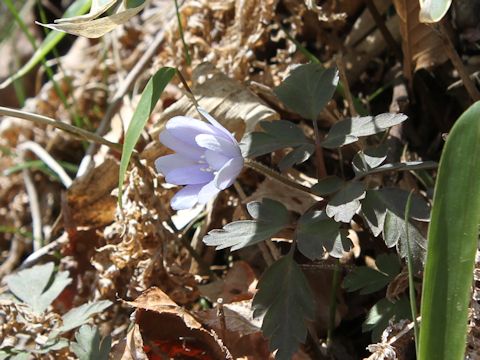 Anemone pseudo-altaica