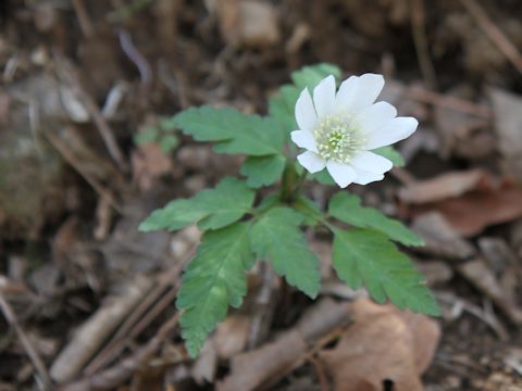 Anemone pseudo-altaica