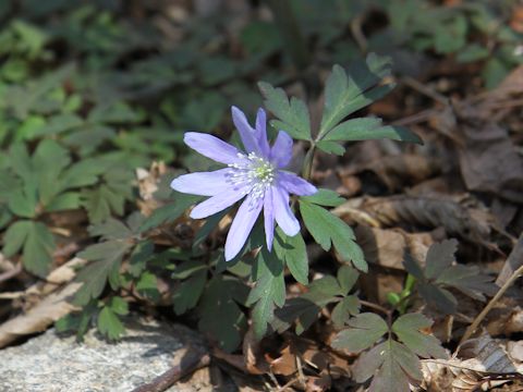 Anemone pseudo-altaica