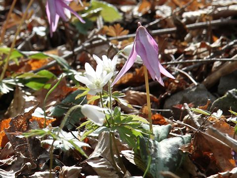 Anemone pseudo-altaica