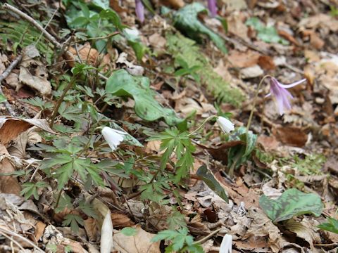 Anemone pseudo-altaica