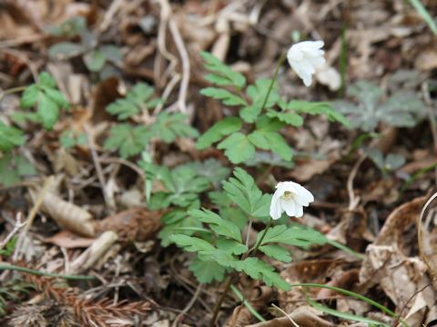 Anemone pseudo-altaica