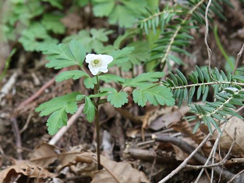 Anemone pseudo-altaica