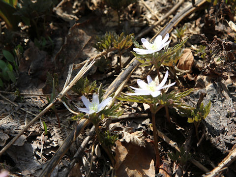 Anemone pseudo-altaica