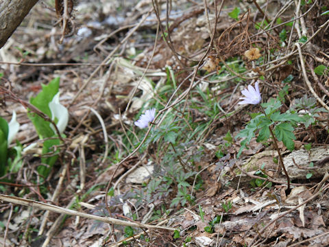 Anemone pseudo-altaica