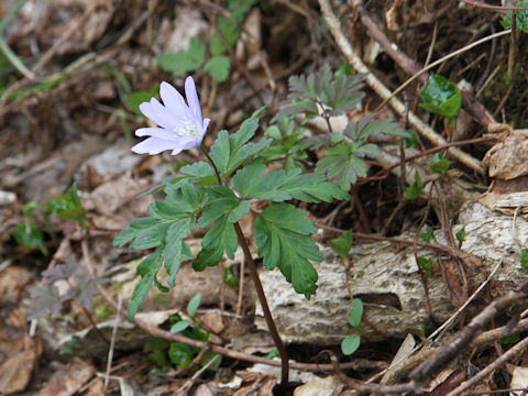 Anemone pseudo-altaica