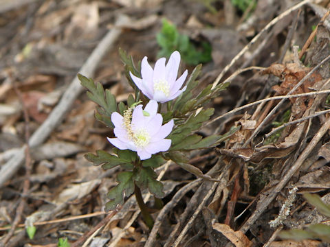 Anemone pseudo-altaica