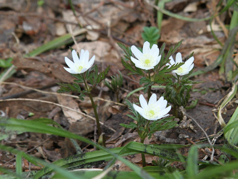 Anemone pseudo-altaica