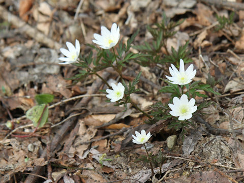 Anemone pseudo-altaica