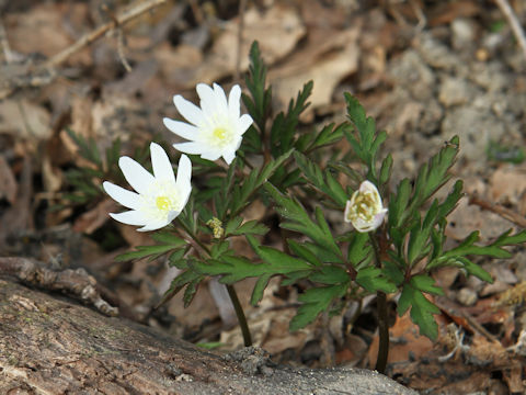 Anemone pseudo-altaica