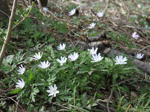 Anemone pseudo-altaica