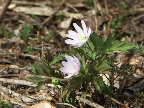 Anemone pseudo-altaica