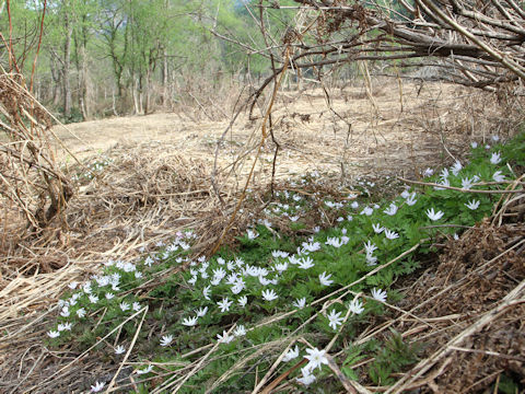 Anemone pseudo-altaica