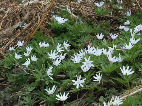 Anemone pseudo-altaica