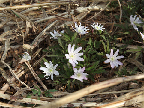 Anemone pseudo-altaica