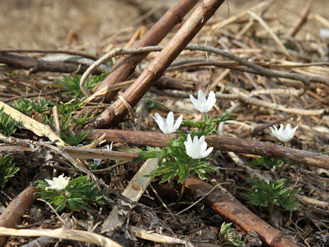 Anemone pseudo-altaica