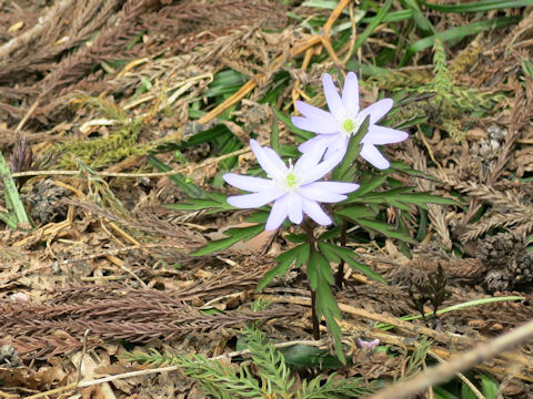 Anemone pseudo-altaica