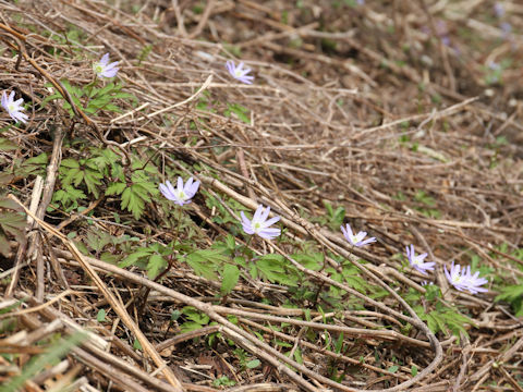 Anemone pseudo-altaica