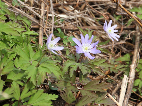 Anemone pseudo-altaica