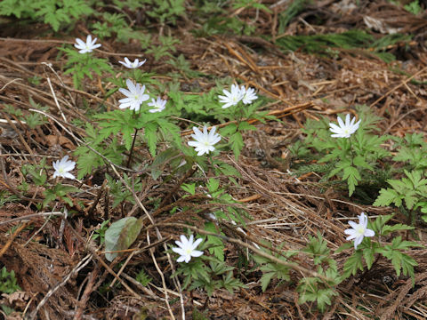 Anemone pseudo-altaica