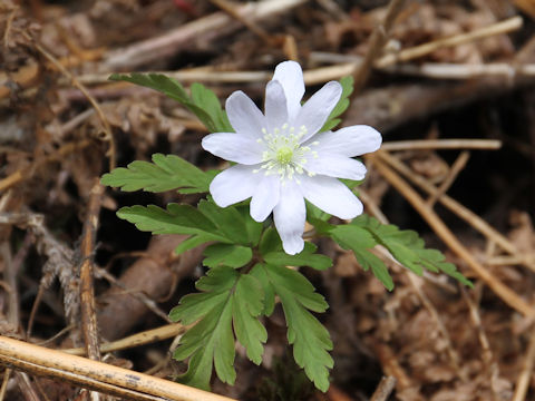 Anemone pseudo-altaica